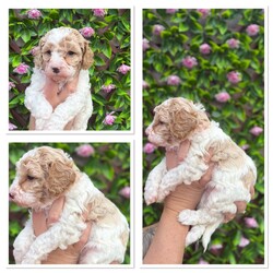 Adopt a dog:5 beautiful cavapoochon puppies looking for their forever homes/Cavapoochon/Female/6 weeks,Our beautiful girl Blossom has just had her first litter on the 26/08/25. She is an amazing mummy to 3 girls and 2 boys. Dad is our male dog Charlie pictures of parents included. Both mum and dad are our family pets and both live in the family home. Pups ready for their forever homes from the 21/10/25. Potential homes will be vetted to ensure our pups are going for the best homes. £375 no refundable deposit required to secure your puppy