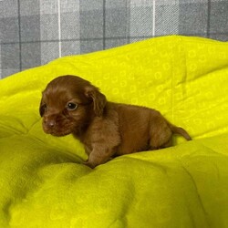 Adopt a dog:Cocker spaniel puppies field trial lines . /Cocker Spaniel/Female/7 weeks,Here we have our stunning litter of cocker spaniels . We own both parents and they are both here to view with the pups . Both grand father are ftch and well known top stud dogs . Ted the father has every health test for spaniels including bva eye test . Mum is very well bred health tested lines . Pups will be kc registered micro chipped wormed and front lined . Pups will be ready to leave from the 18th of October we don’t first vaccine the pups due to the different brands of vaccination the vets use so please prepare for vaccinations and ask your vet if you want to query this prior to enquiring as it save double vaccinating pups .