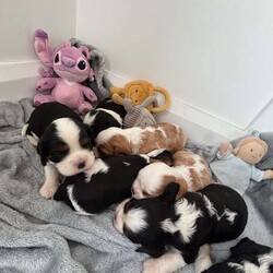 Cavalier King Charles puppies/Cavalier King Charles Spaniel/Female/3 weeks,So so happy to show you that our beautiful girl Polly has had a litter of puppies. We are absolutely besotted with them all. 