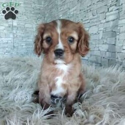 AJ/Cavalier King Charles Spaniel									Puppy/Male	/7 Weeks,Look at me! A healthy happy friendly playful puppy who loves to give puppy kisses! Born and raised in the rolling hills of Holmes county .come meet me or I can be transported to your front door for a small additional fee.text or call for more info.