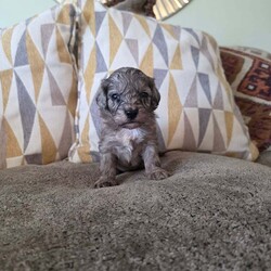 Adopt a dog:F1 toy cockpoos/Cockapoo/Female/6 weeks,happy to annouce our F1 TOY cockapoo babies are now available to potential new families as they are now 5 weeks old we feel they have their own personailies coming through and well enough developed for familys to visit them