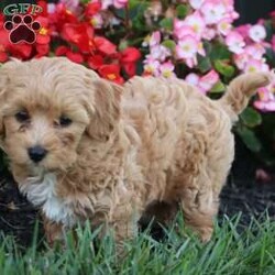 Kiva/Mini Labradoodle									Puppy/Female	/9 Weeks,Meet Kiva, a precious hypoallergenic F1bb mini labradoodle.  She is cuddly and sweet and enjoys snuggles. She has been loved and played with alot as she is family raised and enjoys being with children. She has an adorable personality,  so sweet and gentle. She comes with a clear vet check,  up to date vaccinations, and dewormed.  Her mom weighs 30 lbs. and her dad weighs 10 lbs. She will likely grow to weigh somewhere between the two. She is ready to join her new family! 