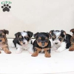 Rocky/Yorkie									Puppy/Male	/August 26th, 2025,Rocky is a part of the absolute dreamiest litter of Yorkies, his dad is chocolate, and his mom is black and tan with a party bloodline . he has an approximate adult weight of 4 to 5 pounds . 