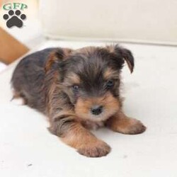 Rocky/Yorkie									Puppy/Male	/August 26th, 2025,Rocky is a part of the absolute dreamiest litter of Yorkies, his dad is chocolate, and his mom is black and tan with a party bloodline . he has an approximate adult weight of 4 to 5 pounds . 