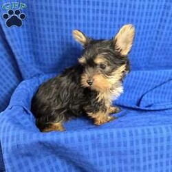 Sonny- tiny/Yorkie									Puppy/Male	/9 Weeks,Sonny is a very sweet and well socialized puppy, he loves to play with children. He is smaller than his brother,  but very lively  and friendly.  His parents  are approximately  4 to 5 #, therefore Sonny will possibly be  on the smaller  side as an adult . Please contact us to make sweet Sonny your very own puppy!