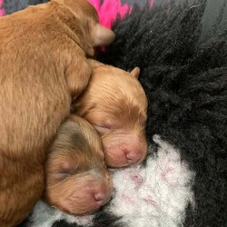 Adopt a dog:F1B TINY COCKAPOOS/Cockapoo/Female/5 weeks,My tiny cockapoo matilda has given birth to three stunning girls, (dark face puppy sold) (red pup sold)