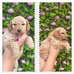 Adopt a dog:5 beautiful cavapoochon puppies looking for their forever homes/Cavapoochon/Female/6 weeks,Our beautiful girl Blossom has just had her first litter on the 26/08/25. She is an amazing mummy to 3 girls and 2 boys. Dad is our male dog Charlie pictures of parents included. Both mum and dad are our family pets and both live in the family home. Pups ready for their forever homes from the 21/10/25. Potential homes will be vetted to ensure our pups are going for the best homes. £375 no refundable deposit required to secure your puppy