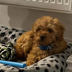 Adopt a dog:Poodle Miniature Puppy – Ready Now/Miniature Poodle/Female/9 weeks,Adorable 8-week-old miniature poodle looking for a loving home.