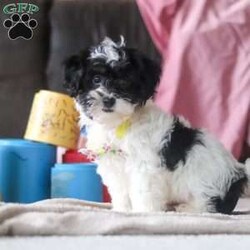 Drew/Shih-Poo									Puppy/Male	/12 Weeks,Say hello to Drew, our sweet little Shihpoo! With his silky-soft coat, bright eyes, and irresistible charm, Drew is sure to steal hearts wherever he goes. He’s everything you’d expect from a Shihpoo-sweet, playful, and happiest when he’s right by your side. Raised with lots of love and care, Drew is well-socialized and ready to join his forever family. Whether he’s bouncing around with joy or snuggling up for cuddle time, this little guy is guaranteed to bring endless smiles and love to your home.