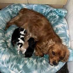 Adopt a dog:king charles Cavalier puppies one by one girl available/Cavalier King Charles Spaniel/Female/4 months,happy to announce our beautiful lady had her first litter of beautiful King Charles puppies one boy and one girl available fully vaccinated, wormed every six weeks since birth fleed microchipped mum and dad full breed king charles also available for viewing good homes please
