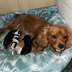 Adopt a dog:king charles Cavalier puppies one by one girl available/Cavalier King Charles Spaniel/Female/4 months,happy to announce our beautiful lady had her first litter of beautiful King Charles puppies one boy and one girl available fully vaccinated, wormed every six weeks since birth fleed microchipped mum and dad full breed king charles also available for viewing good homes please