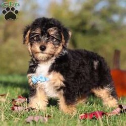 Georgie/Yorkie Poo									Puppy/Male	/12 Weeks,Meet Georgie! This adorable Morkie boy is a tiny bundle of love with a big personality! With his soft, fluffy coat and sparkling eyes, he’s impossible to resist. Georgie loves to be the center of attention and will happily follow you around, always ready for snuggles or a playful adventure. Despite his small size, he has a heart full of love and a playful spirit that will brighten your days. Whether it’s curling up in your lap, chasing his favorite toy, or giving sweet puppy kisses, Georgie knows how to melt hearts in an instant.
