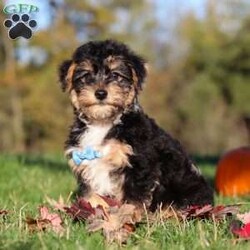 Georgie/Yorkie Poo									Puppy/Male	/12 Weeks,Meet Georgie! This adorable Morkie boy is a tiny bundle of love with a big personality! With his soft, fluffy coat and sparkling eyes, he’s impossible to resist. Georgie loves to be the center of attention and will happily follow you around, always ready for snuggles or a playful adventure. Despite his small size, he has a heart full of love and a playful spirit that will brighten your days. Whether it’s curling up in your lap, chasing his favorite toy, or giving sweet puppy kisses, Georgie knows how to melt hearts in an instant.