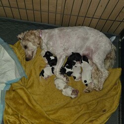 Adopt a dog:2 cockapoo x king charles puppies/Cockapoo/Female/7 weeks,We have 2 cockapoo x king charles female puppies who need a forever home. They will be microchiped and there first round of vaccinations will be done before collectio