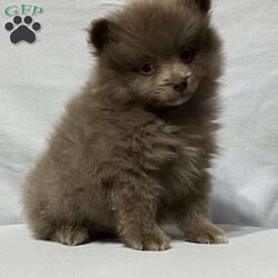 Ronnie/Pomeranian									Puppy/Male	/8 Weeks,Come meet Ronnie! This handsome guy is sure to please with everything he does. From playing with his toys to being super intelligent. He is raised in a clean and loving environment and is well socialized with adults and children as well as various other animals. He is vet checked to ensure good health and is up to date on vaccines and deworming. We also offer a health guarantee. Feel free to call or text with any questions and I will be happy to answer:) all Sunday inquiries will be returned Monday morning at my earliest convenience. Delivery is also an option 