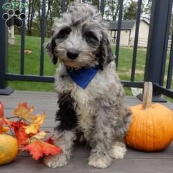 Bear (medium)/Mini Sheepadoodle									Puppy/Male	/12 Weeks,Have you been looking for a new furry friend? Look no further! I have the sweetest little sheepadoodle face you have ever seen… My name is Bear and I would love to come home with you! I am sure with one look into my warm, sweet eyes and I’ll be sure I will have captured your heart already! I am very happy, playful and very kid friendly! I stand out above the rest with my uniquely marked blue merle coat!! Full of personality and always ready to give amazing puppy kisses, I would love to fill your home with all of my puppy love! I have been vet checked and I am up to date on vaccinations and dewormings and I will also come with a 1-year guarantee with the option of extending it to a 3-year guarantee. We ship anywhere in the USA!!! My mother is our sweet, loving 44# sheepadoodle named Lily, and the father is Cory, a 15# blue merle mini poodle! That makes me an F1b medium sized sheepadoodle and I will grow to approx. 25-35# and I will be hypoallergenic and nonshedding!! Why wait when you know I am meant to be yours? Call or text Martha to make me the newest addition to your family and get ready to spend a lifetime of tail wagging fun! (7% sales tax on in home pickups)