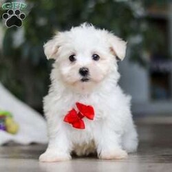 Riley/Maltese									Puppy/Male	/10 Weeks,Hi there! I’m Riley — a tiny Maltese puppy with a big, happy heart! My soft, fluffy white coat and bright button eyes make it hard for anyone to resist picking me up for cuddles. I love to bounce around, chase my toys, and show off my playful side, but I’m just as happy curling up in your lap for a cozy nap. I’m full of love, sweetness, and charm — and I can’t wait to find a forever family to share all my puppy snuggles and tail wags with!