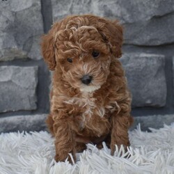 Skittles/Toy Poodle									Puppy/Male	/8 Weeks,I offer a one year health guarantee. Up to date on shots and dewormings. Skittles is well socialized and loves attention. He is great with kids and other pets. I’m looking for a loving indoor home. Shipping options are available anywhere in the US. All Sunday calls are returned on Mondays. Thanks Jon