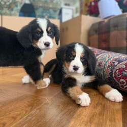 Bernese Mountain Dog Pups/Bernese Mountain Dog/Female/8 weeks,We’re excited to share that our beautiful Bernese Mountain Dog Bonnie has had a healthy litter of stunning puppies — and they’re soon ready to meet their new families!
