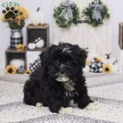 Buster/Havapoo									Puppy/Male	/12 Weeks,Meet Buster, a lovable Hava-Poo with a playful heart and a gentle soul! Raised with care by our family, Buster is well-socialized, happy, and ready to bring joy to your home. He’s been vet checked, is up to date on his vaccines and dewormer, and is in great health. Whether it’s snuggles on the couch or fun in the yard, Buster is ready to be your best friend.