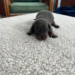 Miniature dachshund puppies for sale!!!/Dachshund/Female/3 weeks,Our beautiful dogs have had puppies. Both dogs are 4 years old and this is our first and only litter. Both dogs are kC registered. The puppies will have 1st and 2nd vaccinations paid for and microchipped. They will be wormed and flead and vet checked. 