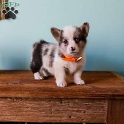 Grant/Pembroke Welsh Corgi									Puppy/Male	/8 Weeks,Our adorable Corgi puppies each have their own unique coloring and gentle, cheerful personality. They’re calm, playful, and ready to join your family. Every puppy is vet checked, dewormed, and up to date on shots. They’re well socialized and spend lots of time with our children, making them excellent companions for families looking for a friendly, easygoing pup.