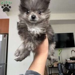 Bluey/Pomeranian									Puppy/Male	/September 19th, 2025,Adorable Teacup Pomeranian Puppy Meet this stunning little bundle of joy — a rare Merle-colored Teacup Pomeranian with the most enchanting one speckled blue eye that’ll melt your heart. Tiny in size but overflowing with personality, this precious pup has a soft, fluffy coat patterned with unique swirls of silver, grey, and lavender blue — no two markings alike! Playful, curious, and full of love, they’re the perfect mix of spunky and snuggly. Whether chasing toys around or curling up in your lap, this baby knows how to make every moment special. Their small size makes them easy to carry and love everywhere you go — truly a pocket-sized best friend with a big heart.