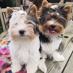 Enchanting Biewer Terrier Puppies /Biewer Terrier/Female/6 months,My darling Demelza presented me with 3 beautiful boy puppies.  Two are available for reservation to the kindest pet homes.  The boys are microchipped, vaccinated, health checked and ready to start life with their new families. They are affectionate, confident puppies, well socialised, used to warm baths, hairdryers and being groomed. 