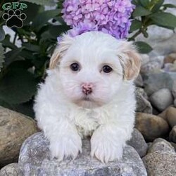 Dixie/Havanese									Puppy/Female	/10 Weeks,Meet Dixie – The Cream & White Havanese Sweetheart! Dixie is a purebred AKC registered Havanese puppy with a soft cream and white coat and a gentle, loving expression that’s impossible to resist. She’s full of personality — playful, affectionate, and eager to bring smiles wherever she goes. Details: • Birthdate: September 15, 2025 • Color: Cream & White • AKC Registered • Microchipped • Up to date on all shots & dewormings • Comes with a health guarantee Dixie has been family raised and well socialized, giving her a confident and friendly temperament that makes her a wonderful fit for any home. Whether you’re looking for a playful companion or a loyal little friend, she’s ready to be by your side. Delivery available right to your door! Contact us today to get your new family member. Dixie is a darling Havanese girl who’s sure to capture hearts and fill your home with love and joy.