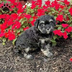 Cookie/Havanese									Puppy/Female	/11 Weeks,Meet Cookie – The Adorable Black & Tan Havanese Treasure! Cookie is a purebred AKC registered Havanese puppy with a beautiful black and tan coat and big, soulful eyes that are impossible to resist. Her sweet and playful nature makes her the perfect little companion for any home. Details: • Birthdate: September 12, 2025 • Color: Black & Tan • AKC Registered • Microchipped • Up to date on all shots & dewormings • Comes with a health guarantee Cookie has been family raised and well socialized, ensuring she’s friendly, confident, and ready to bond with her new family. She’s full of personality and charm—sure to bring warmth and happiness wherever she goes. Delivery available right to your door! Make Cookie yours today—an irresistible little Havanese ready to fill your home with love and laughter.