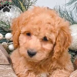 Cash/Bich-Poo									Puppy/Male	/8 Weeks,Meet Cash! This cuddly Bich-poo puppy is vet checked & up to date on shots & wormer, plus comes with a health guarantee provided by the breeder! Cash is well socialized & can’t wait to join in on all the fun at your place!