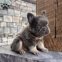 Bobby/French Bulldog									Puppy/Male	/8 Weeks,  Say hello to Bobby, a gorgeous purebred lilac & tan fluffy French Bulldog with the sweetest little face and a soft, plush coat that makes him absolutely irresistible! His color, structure, and fluffy coat make him a standout puppy with exceptional quality. Details About Bobby: • Purebred French Bulldog • Rare Lilac & Tan Fluffy coat • AKC Registered • Born: October 2, 2025 • Microchipped for safety • Vet-checked, current on vaccinations & dewormings • Comes with a full health guarantee • Raised in a loving family home and well socialized Bobby has a calm, cuddly personality and loves being held. He’s already used to people and daily handling, making him a wonderful fit for families, breeders, or anyone wanting a high-quality Frenchie companion. Ready to add Bobby to your home? Contact us today!