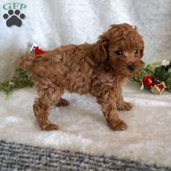 Murphy/Toy Poodle									Puppy/Male	/6 Weeks,Meet the handsome, Murphy! He is a sweet toy poodle, waiting to find his forever family. He has been well socialized with other dogs, and our children. He is AKC registered, microchipped, and is up to date on shots, and wormer. You need to meet him in person to see how smart & sweet he is. Reach out today to make him yours!