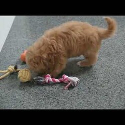 Cash/Bich-Poo									Puppy/Male	/8 Weeks,Meet Cash! This cuddly Bich-poo puppy is vet checked & up to date on shots & wormer, plus comes with a health guarantee provided by the breeder! Cash is well socialized & can’t wait to join in on all the fun at your place!