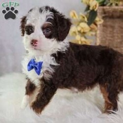 Figo/Mini Bernedoodle									Puppy/Male	/16 Weeks,Figo’s rich chocolate coat is as soft and inviting as his loving personality. This micro Bernedoodle is a little bundle of happiness, eager to spread joy wherever he goes. Figo thrives on human attention, happily playing, exploring, and snuggling with those he loves.