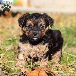 Melody/Yorkie Poo									Puppy/Female	/7 Weeks,I’m an absolutely adorable Yorkiepoo puppy with a sweet personality and more charm than my tiny body can hold. I love to bounce around, snuggle into warm laps, and brighten everyone’s day with my playful energy. My soft, fluffy coat and bright, expressive eyes make me irresistible, and I’m always ready for affection, adventures, and all the cozy cuddles you can give. I may be small, but my heart is overflowing with love—and I can’t wait to share it with my forever family!