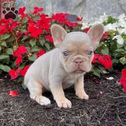 Pollie/French Bulldog									Puppy/Female	/12 Weeks,With her soft coat, captivating blue eyes, and rare newshade and tan coloring, Pollie is a French Bulldog that immediately stands out. She’s a purebred AKC registered Frenchie built with excellent structure, compact frame, and a charming, expressive face that wins everyone over. Details: Birthdate: September 5, 2025 Purebred AKC Registered Color: Newshade & Tan Blue Eyes Microchipped Up to date on all shots and dewormings Comes with a health guarantee Pollie has been raised with care in a family setting, surrounded by love and attention. She’s playful yet gentle, confident yet sweet — the perfect balance for a companion who fits seamlessly into family life. Her outstanding quality and rare color also make her a beautiful prospect for breeders seeking something special. Delivery available right to your door! Contact us today to bring Pollie home: Pollie is the total package — rare genetics, beautiful color, and a friendly personality that makes her impossible not to love.