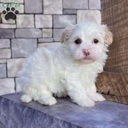 Dixie/Havanese									Puppy/Female	/10 Weeks,Meet Dixie – The Cream & White Havanese Sweetheart! Dixie is a purebred AKC registered Havanese puppy with a soft cream and white coat and a gentle, loving expression that’s impossible to resist. She’s full of personality — playful, affectionate, and eager to bring smiles wherever she goes. Details: • Birthdate: September 15, 2025 • Color: Cream & White • AKC Registered • Microchipped • Up to date on all shots & dewormings • Comes with a health guarantee Dixie has been family raised and well socialized, giving her a confident and friendly temperament that makes her a wonderful fit for any home. Whether you’re looking for a playful companion or a loyal little friend, she’s ready to be by your side. Delivery available right to your door! Contact us today to get your new family member. Dixie is a darling Havanese girl who’s sure to capture hearts and fill your home with love and joy.