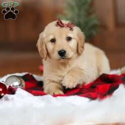 Angel/Golden Retriever									Puppy/Male	/7 Weeks,Meet Angel, an incredibly sweet and playful ACA Golden Retriever puppy! With her soft, golden coat and soulful eyes, she’s the perfect combination of beauty and charm. Golden Retrievers are known for their friendly and loyal nature, and this girl is no different. She loves to run, play, and explore, but also enjoys snuggling up for some quiet time. Whether it’s a walk in the park or relaxing day at home, her cheerful spirit will make every day brighter. She’s ready to become a loving companion to anyone lucky enough to welcome her into their home!
