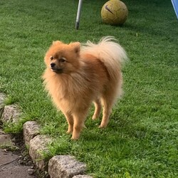 Pomeranian puppy/Pomeranian/Female/Sex: Male,Pomeranian boy puppy for sale he is a very unusual colour his mum is black and dad is red and he has both coloured fur which makes him dark grey. He has been wormed regularly and is free from fleas. He has been handled by an 8 year old so is very friendly and playful. Both parents are small full Pomeranian’s. He will be ready to go to new home on 21st December when he will be 8 weeks old. Both parents can be seen.