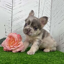 Charlotte/French Bulldog									Puppy/Female	/10 Weeks,  Meet Charlotte — A Stunning Lilac Merle Fluffy French Bulldog Princess! Introducing Charlotte, a gorgeous purebred AKC Fluffy French Bulldog with a luxurious lilac merle coat that’s soft, silky, and beautifully patterned. Her gentle expression and rare blue-green eyes give her an unforgettable, elegant look that stands out the moment you see her. Charlotte’s personality is just as sweet as her appearance. Raised in a loving family environment, she enjoys being held, cuddled, and interacting with people. Her calm, friendly nature makes her an excellent match for families or anyone hoping for a devoted companion with top-quality genetics and stunning color. Charlotte’s Info: • Breed: Purebred Fluffy French Bulldog • Color: Lilac Merle • Eyes: Blue-Green • Birthdate: October 22, 2025 • Registration: AKC Registered • Health: Up to date on shots & dewormings • Bonus: Microchipped   Health Guarantee • Raised: Family socialized Charlotte is a rare find — a fluffy-coated Frenchie with breathtaking coloring, soft features, and a lovable temperament. She’s ready to bring joy, beauty, and snuggles to her new home. Delivery available right to your door! Call or text to make Charlotte yours