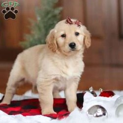 Angel/Golden Retriever									Puppy/Male	/7 Weeks,Meet Angel, an incredibly sweet and playful ACA Golden Retriever puppy! With her soft, golden coat and soulful eyes, she’s the perfect combination of beauty and charm. Golden Retrievers are known for their friendly and loyal nature, and this girl is no different. She loves to run, play, and explore, but also enjoys snuggling up for some quiet time. Whether it’s a walk in the park or relaxing day at home, her cheerful spirit will make every day brighter. She’s ready to become a loving companion to anyone lucky enough to welcome her into their home!