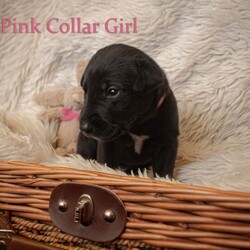 Beautiful bedlington whippet x lurcher puppies!/Whippet/Female/Sex: Mixed Litter,**We have some viewings booked in this weekend on the 6th/7th of December. There are still some available slots if you would like to book a viewing. Weekday viewings are also possible by arrangement**