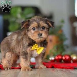 Brady/Morkie / Yorktese									Puppy/Male	/12 Weeks,Meet Brady, an irresistibly cute F1B male Morkie with a big personality in the perfect cuddle-sized package. With his soft, fluffy coat, bright eyes, and heart-melting face, he’s as charming as they come. Sweet and affectionate, Brady also has a playful, spunky side that keeps things fun.