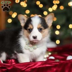 Star/Pembroke Welsh Corgi									Puppy/Female	/8 Weeks,Hi, I’m Star—an absolutely adorable Welsh Corgi with a personality as bright as my name! With my short little legs, fluffy coat, and big expressive eyes, I have a way of making everyone smile the moment I trot into the room. I’m playful, curious, and full of cheerful energy, always ready for a new adventure or a cozy cuddle. Whether I’m bouncing around with my toys or soaking up all the attention I can get, I’m sure to bring joy and warmth wherever I go.