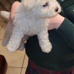 Bichon frise pups for sale /Bichon Frise/Female/Sex: Female,For sale beautiful bichon frise pups. Full pedigree mother and father can be seen. Male and female available. Will be vet checked wormed microchipped and vaccinated. Hyro allergenic. Great with children.  Will be ready to go on the 27th of December.