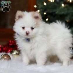 Ramsey/Pomeranian									Puppy/Male	/13 Weeks,Meet Ramsey, an absolutely adorable ACA Pomeranian puppy with a personality as bright and cheerful as his fluffy coat! He is full of playful energy and curiosity, always ready for little adventures and snuggles alike. He has a sweet, loving nature that melts hearts, making him a perfect companion for families or anyone looking for a loyal, happy little friend. With his tiny paws, bright eyes, and soft, plush fur, he’s guaranteed to bring joy and smiles wherever he goes.