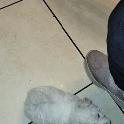 Bichon frise pups for sale /Bichon Frise/Female/Sex: Female,For sale beautiful bichon frise pups. Full pedigree mother and father can be seen. Male and female available. Will be vet checked wormed microchipped and vaccinated. Hyro allergenic. Great with children.  Will be ready to go on the 27th of December.