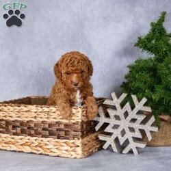 Holly/Miniature Poodle									Puppy/Female	/November 10th, 2025,Meet Holly, a sweet miniature poodle puppy who is ready to steal your heart and become your newest best friend! Holly has been lovingly raised in the Kauffman home, surrounded by love and care, and is completely accustomed to the everyday sights and sounds of a normal household. She is gentle, affectionate, and full of puppy curiosity, making her the perfect companion for families, singles, or seniors looking for a loving furry friend.