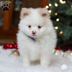 Ramsey/Pomeranian									Puppy/Male	/13 Weeks,Meet Ramsey, an absolutely adorable ACA Pomeranian puppy with a personality as bright and cheerful as his fluffy coat! He is full of playful energy and curiosity, always ready for little adventures and snuggles alike. He has a sweet, loving nature that melts hearts, making him a perfect companion for families or anyone looking for a loyal, happy little friend. With his tiny paws, bright eyes, and soft, plush fur, he’s guaranteed to bring joy and smiles wherever he goes.